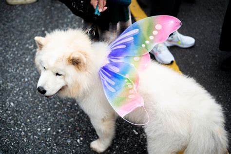 人與動物性愛|動物同性性行為